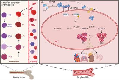 Alteration in the number, morphology, function, and metabolism of erythrocytes in high-altitude polycythemia